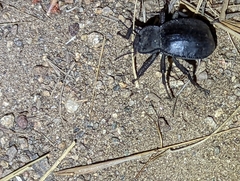 Stenomorpha obsoleta