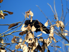 Chrysomus ruficapillus