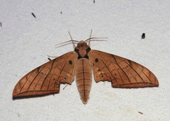 Ambulyx substrigilis