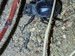 Stenomorpha obsoleta