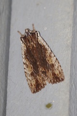 Lithophane petulca