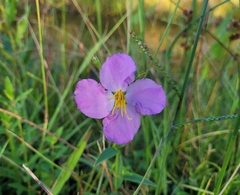 Rhexia mariana