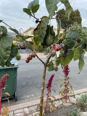 Solanum betaceum
