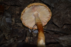 Saproamanita flavofloccosa