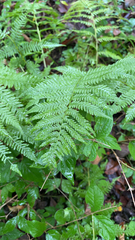 Amauropelta noveboracensis