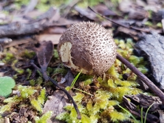 Lycoperdon subincarnatum