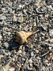 Sinistrofulgur pulleyi