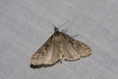 Nomophila corticalis