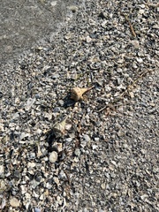 Sinistrofulgur pulleyi