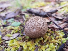 Lycoperdon subincarnatum