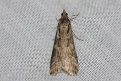 Nomophila corticalis
