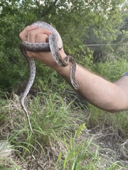 Pantherophis emoryi