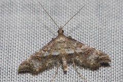 Palaeodes samealis