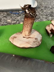 Tylopilus variobrunneus