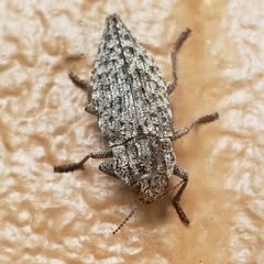 Dicerca tenebrosa tenebrosa