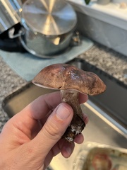 Tylopilus variobrunneus