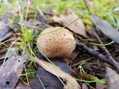 Lycoperdon subincarnatum