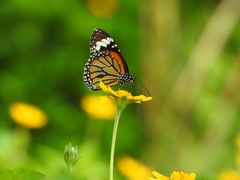 Danaus genutia