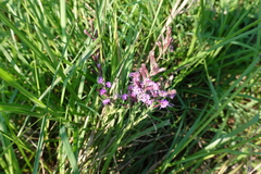 Liatris acidota