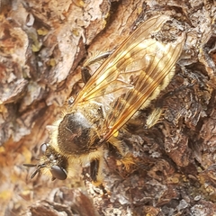 Laphriinae