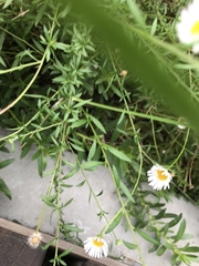 Erigeron karvinskianus