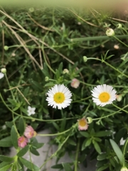 Erigeron karvinskianus
