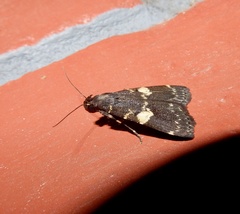 Hydrillodes gravatalis