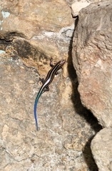 Plestiodon fasciatus