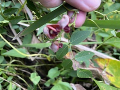 Anarsioses aberrans