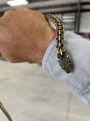 Thamnophis marcianus