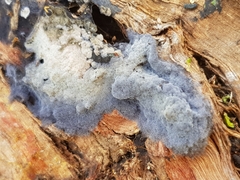 Hypocreaceae