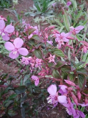Melastomeae