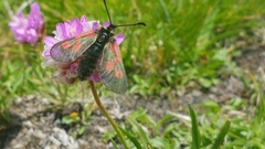Zygaena exulans
