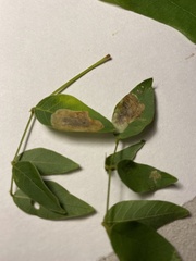 Anarsioses aberrans
