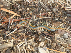 Scolopendra viridis