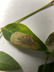 Anarsioses aberrans