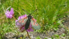 Zygaena exulans