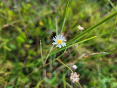 Symphyotrichum subulatum