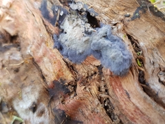 Hypocreaceae