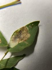 Anarsioses aberrans
