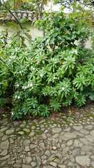 Impatiens sodenii