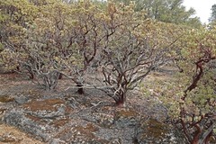 Arctostaphylos viscida mariposa