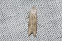 Prionopterina grammatistis