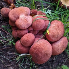 Tricholomopsis rutilans