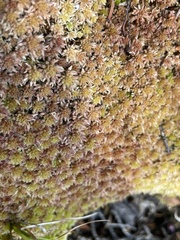 Sphagnum capillifolium