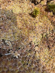 Sphagnum capillifolium
