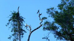 Elanoides forficatus