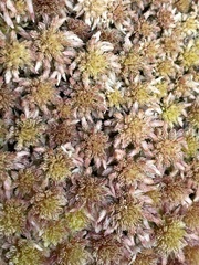 Sphagnum capillifolium