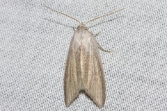 Prionopterina grammatistis