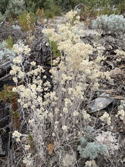 Pseudognaphalium beneolens